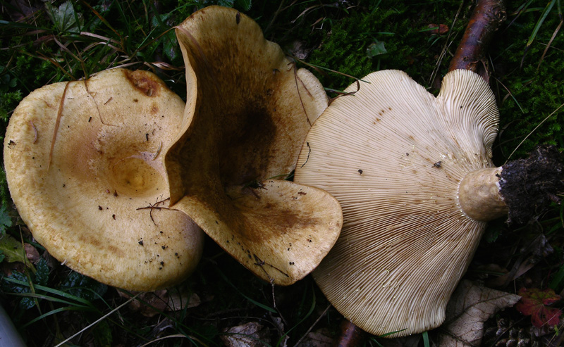 Ultimi Lactarius inediti.